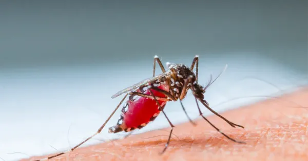 ไข้เลือดออก (Dengue fever)