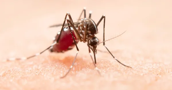 ไข้เลือดออก (Dengue fever)